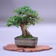 bestof bonsai