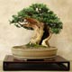 bestof bonsai